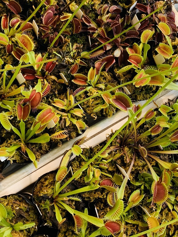 ☆食虫植物「Dionaea muscipula Mix種子 2023年度 20粒」ハエトリソウ☆_栽培所の様子です。