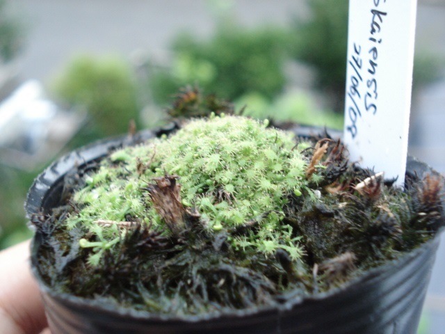 ☆食虫植物「Drosera tokaiensis 種子 20粒」モウセンゴケ☆_発芽の様子です(出品物ではありません)。