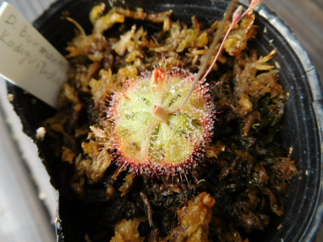 ☆食虫植物「Drosera burmannii "India" 種子 20粒」ブルマンニ クルマバモウセンゴケ☆の画像2