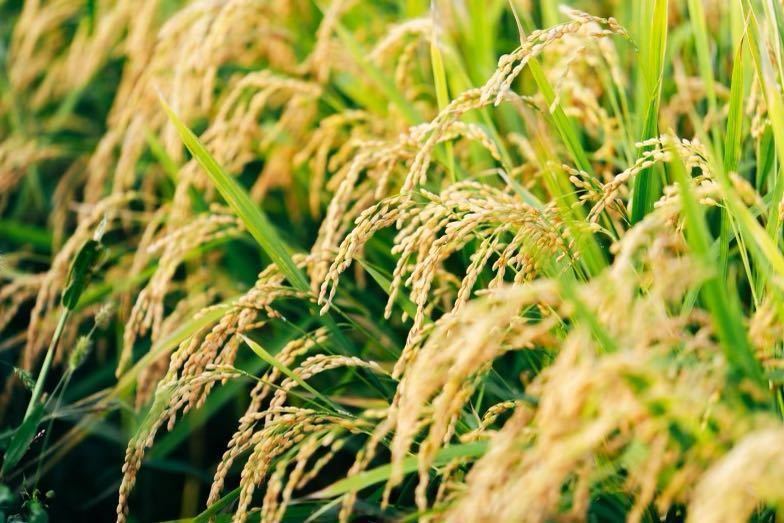 新米 農家直送 令和5年産 北海道 安田農場産 一等米 ゆめぴりか10kg玄米の画像2