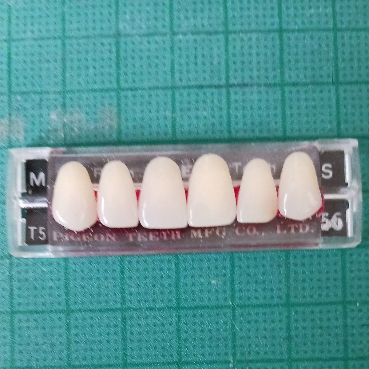 歯科技工　人工歯