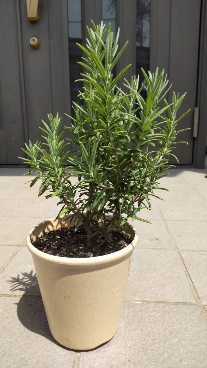  rosemary 4 number pot 
