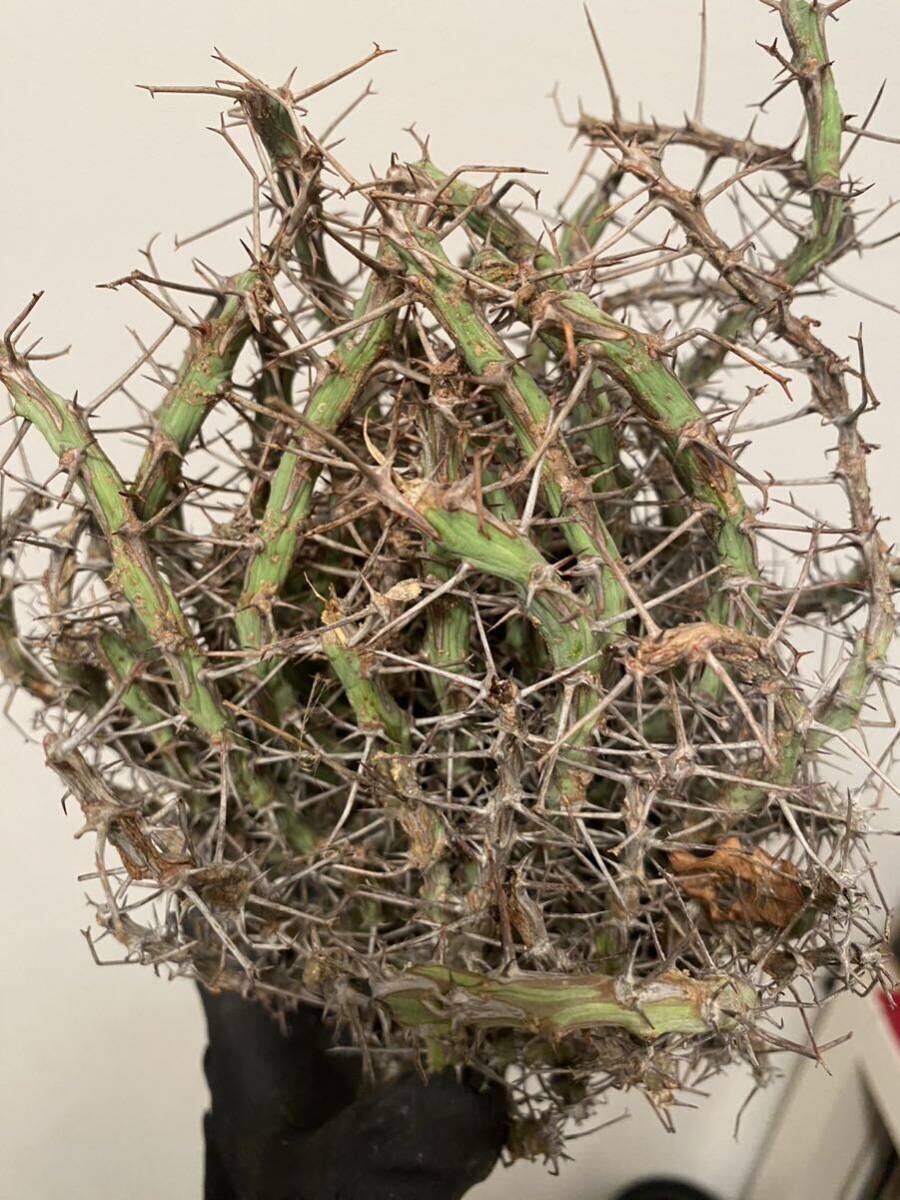 【希少】Euphorbia schizacantha ユーフォルビア シザカンサ ソマリア 現地球の画像2