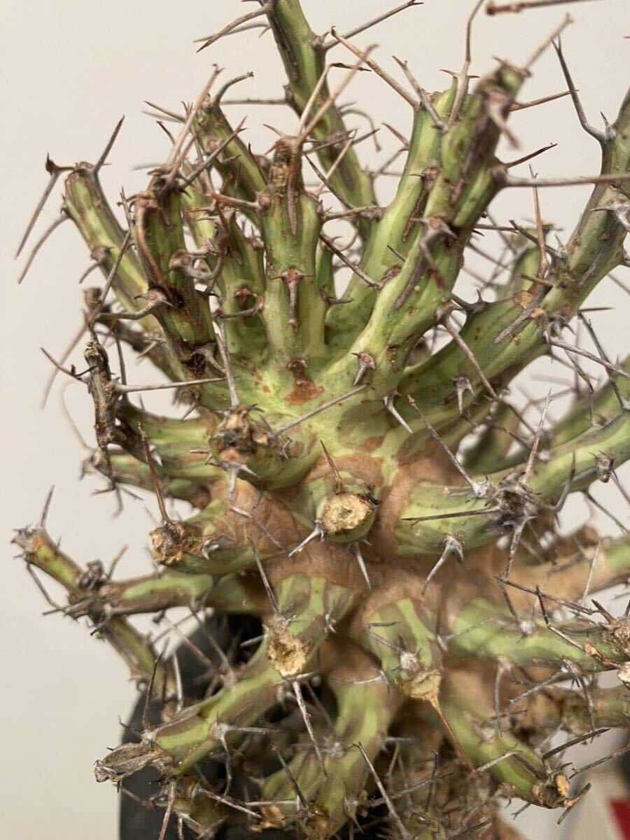 【希少】Euphorbia schizacantha ユーフォルビア　シザカンサ8　ソマリア　現地球_画像5
