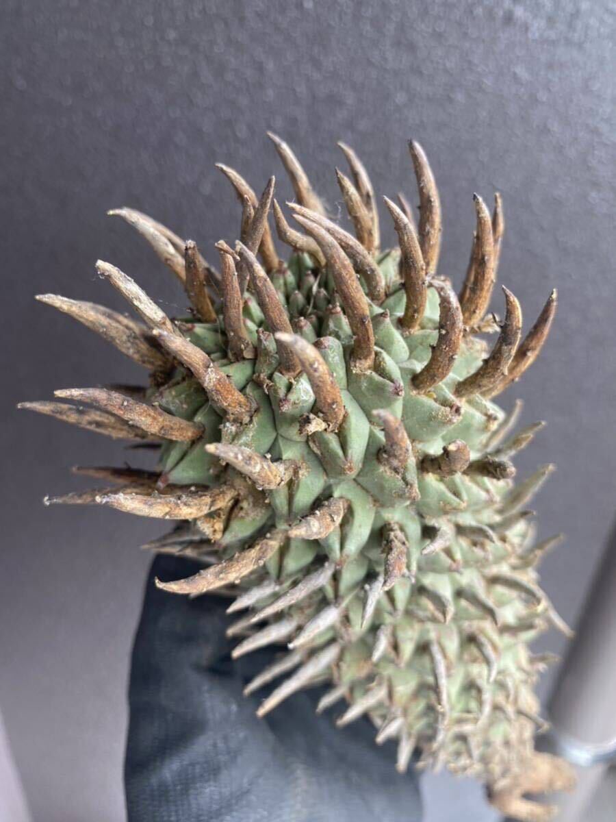  Euphorbia schoelandii ユーフォルビア　スコエランディ　闘牛角 2_画像5