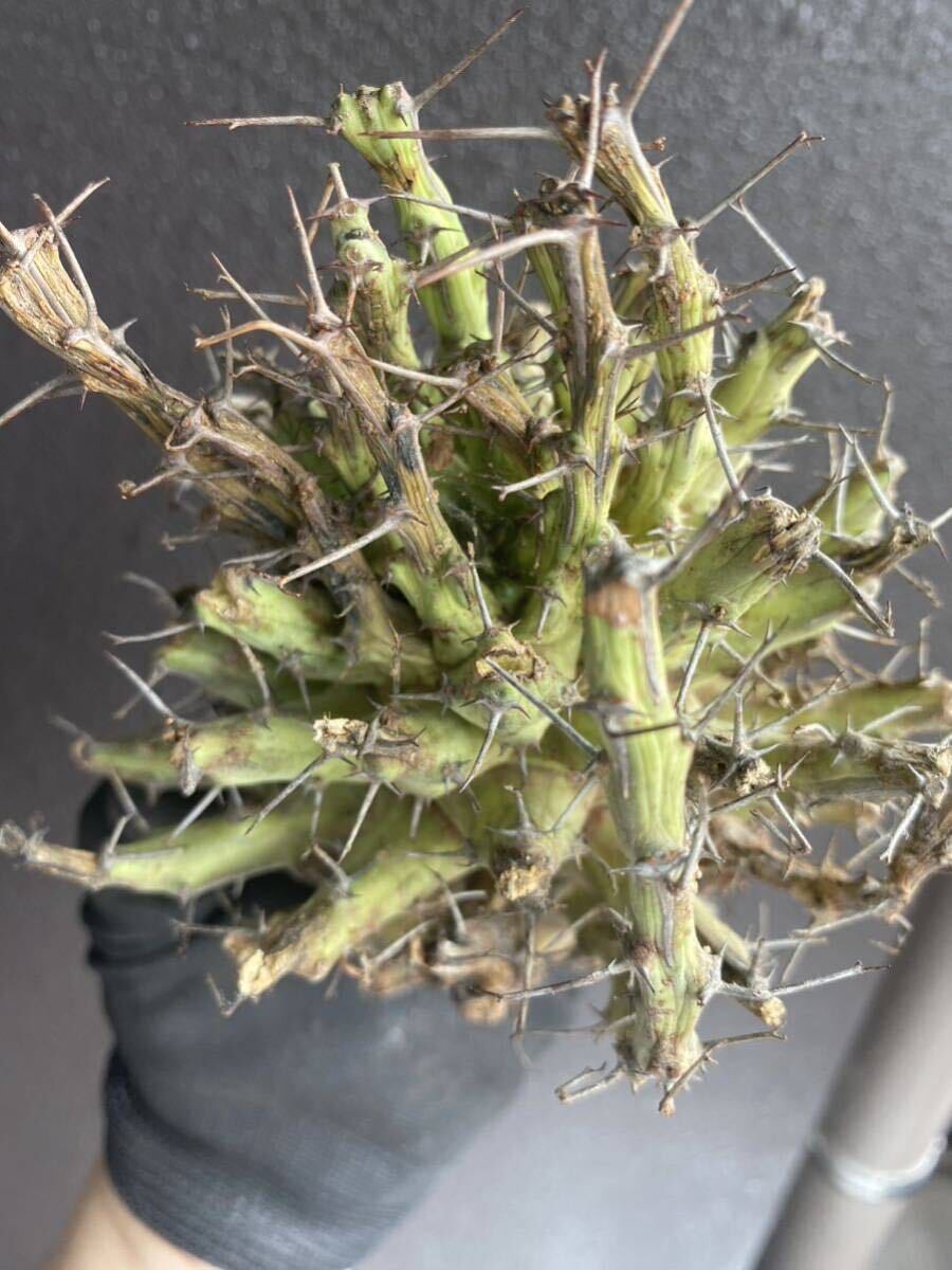 【希少】Euphorbia schizacantha ユーフォルビア　シザカンサ　ソマリア　現地球 4_画像4