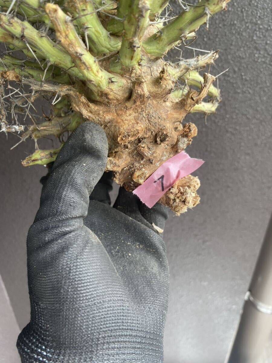 【希少】Euphorbia schizacantha ユーフォルビア シザカンサ ソマリア 現地球 7の画像6