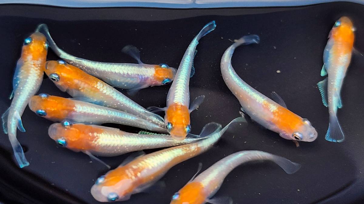 ダイアナ妃 稚魚 １５匹＋保障分２匹 １７匹 メダカ  めだかの画像1