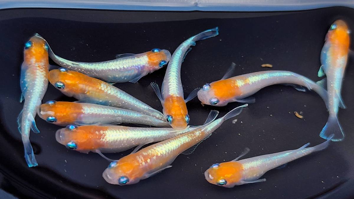 ダイアナ妃 稚魚 １５匹＋保障分２匹 １７匹 メダカ  めだかの画像4