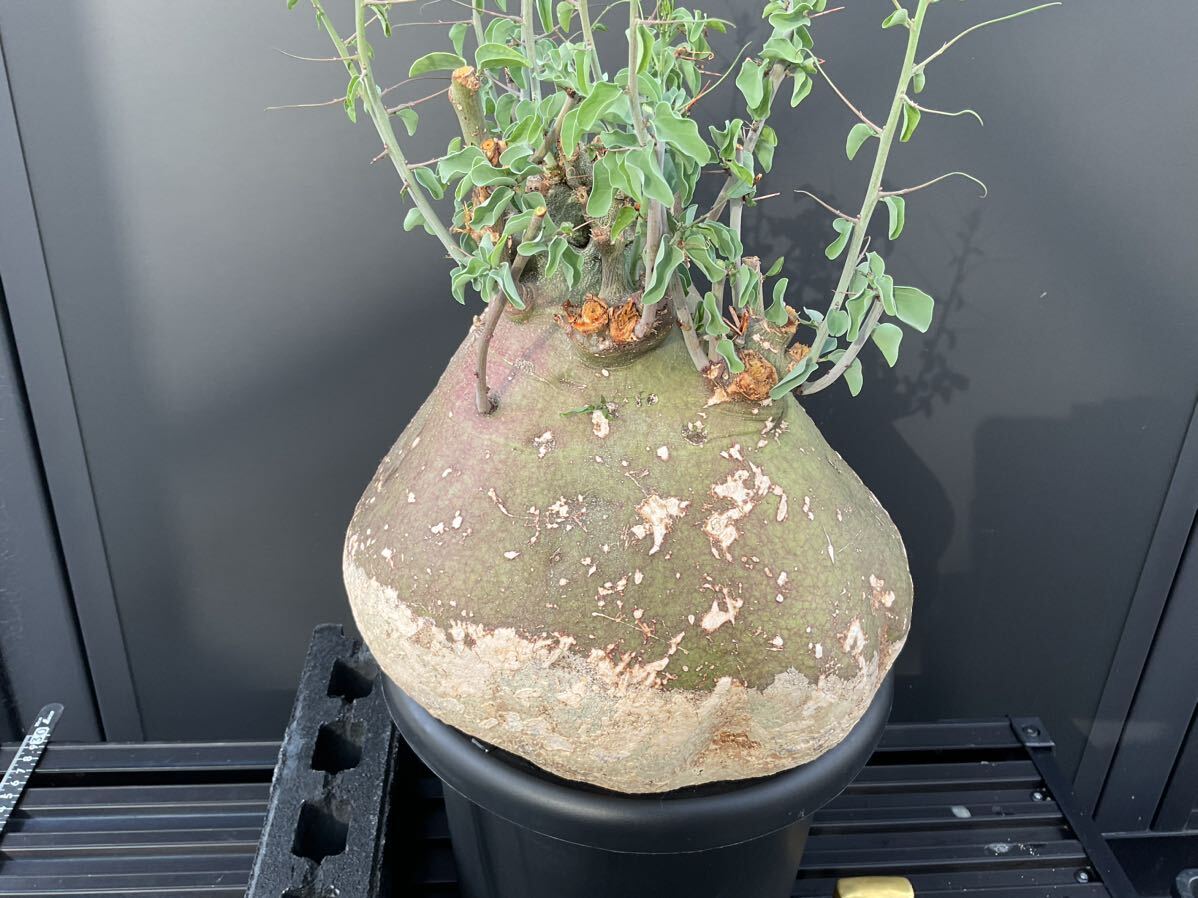 アデニア スピノーサ Adenia spinosa 発根済 ③ 塊根植物 コーデックス の画像4