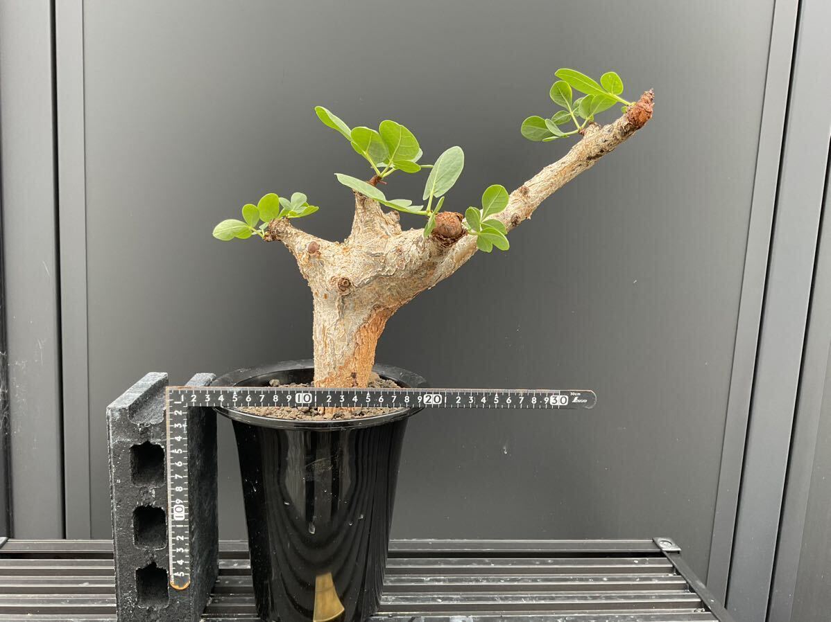 コミフォラ グイドッティ Commiphora guidotti ソマリア原産 コーデックス 塊根の画像7