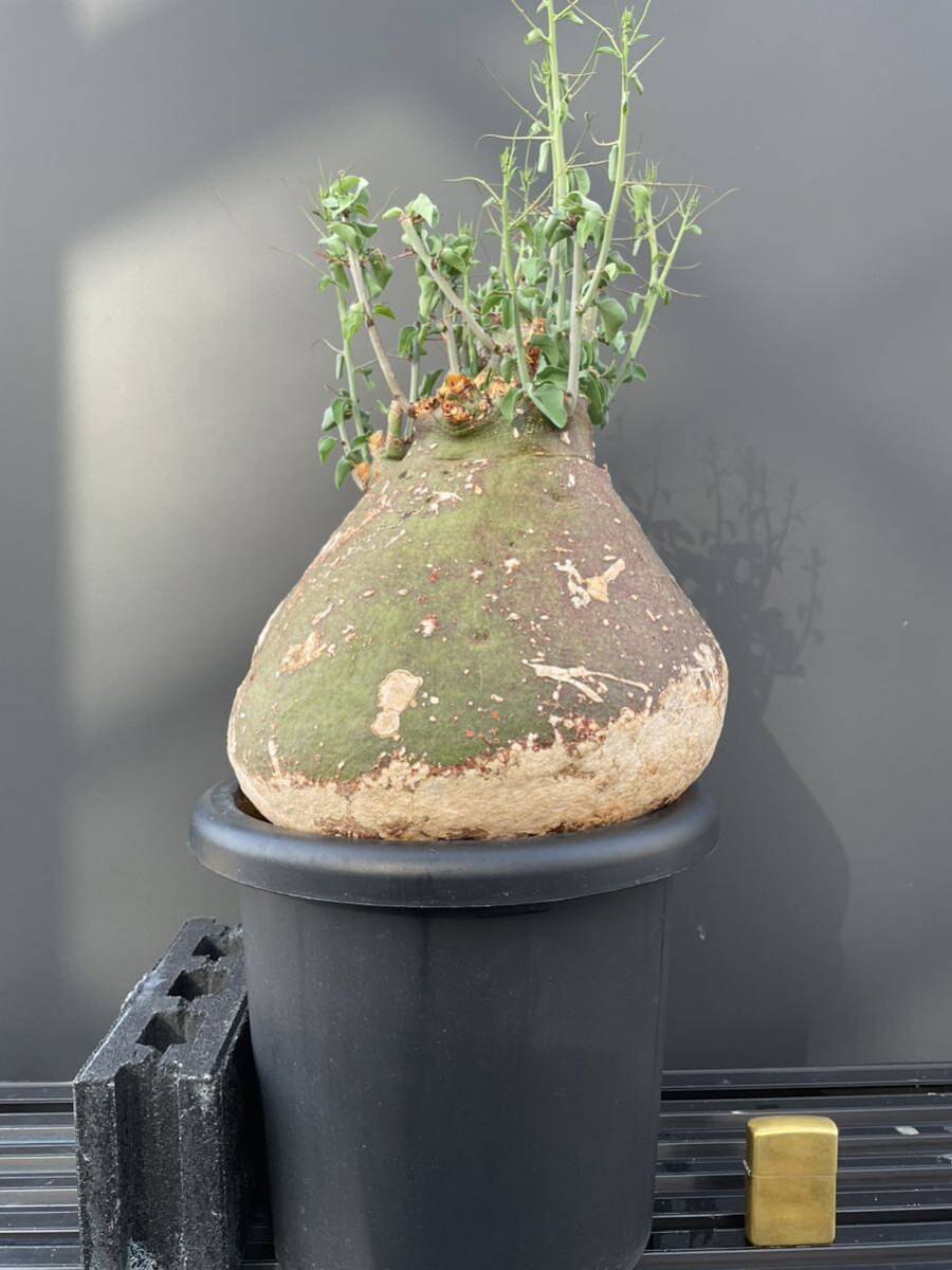 アデニア スピノーサ Adenia spinosa 発根済 ③ 塊根植物 コーデックス の画像6