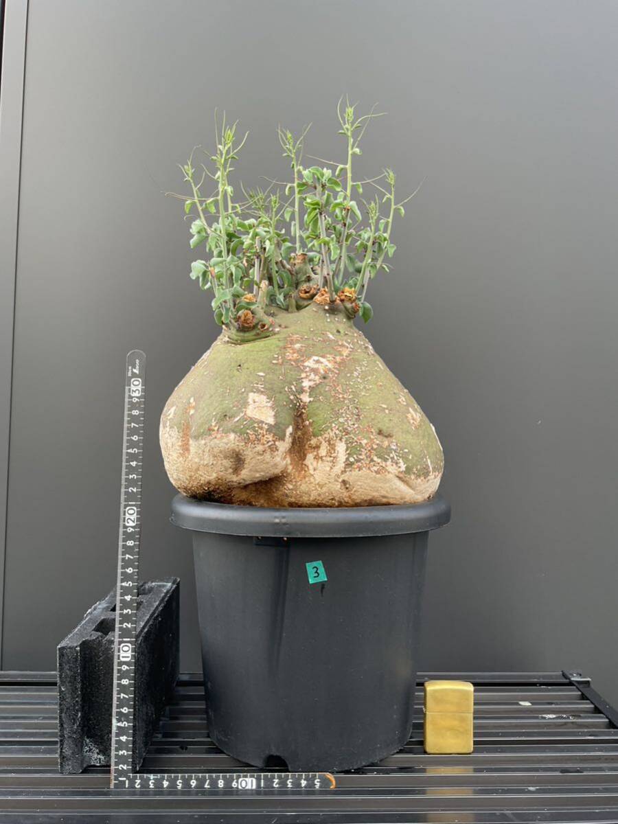 アデニア スピノーサ Adenia spinosa 発根済 ③ 塊根植物 コーデックス の画像1