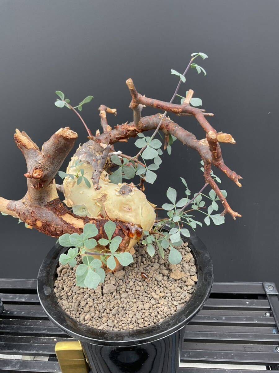 コミフォラ カタフ Commiphora kataf ①ソマリア原産　ピュアカタフ　リアルカタフ　コーデックス　塊根_画像8