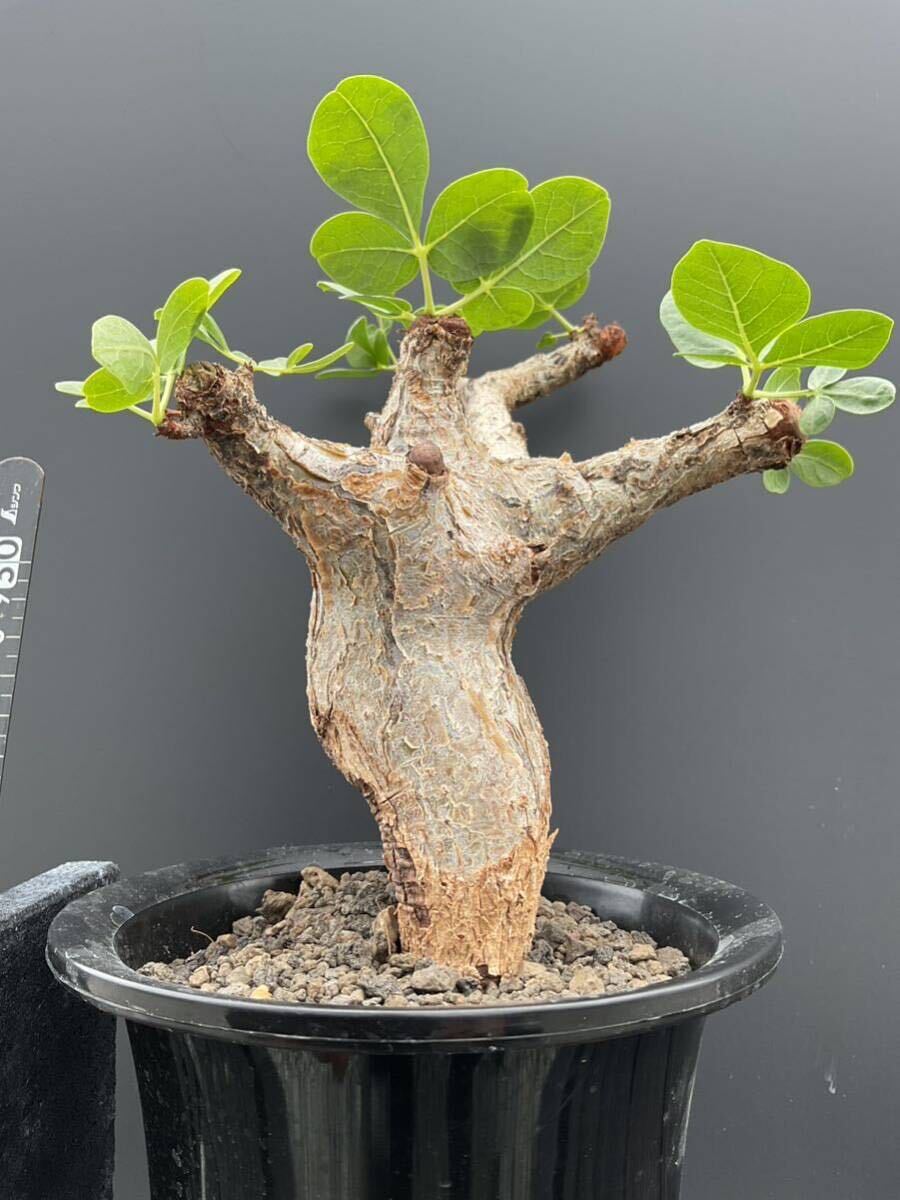 コミフォラ グイドッティ Commiphora guidotti ソマリア原産 コーデックス 塊根の画像2