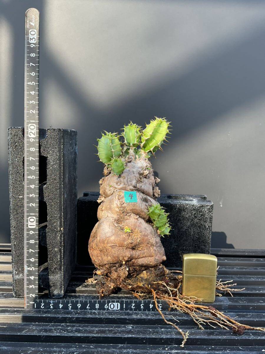 ユーフォルビア・ムランジーナ ④ 塊根 怪奇植物 ビザールプランツの画像2