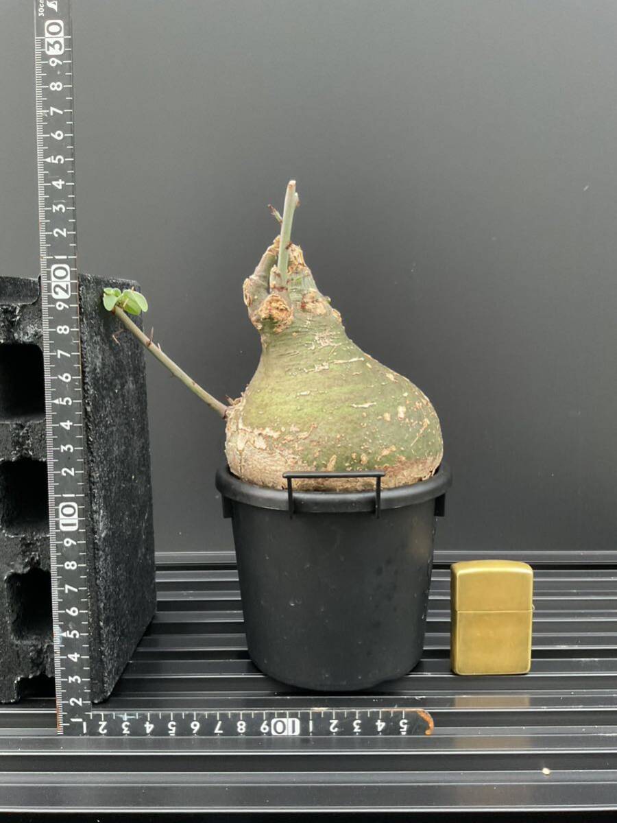 atenias Pinot -saAdeniaspinosa ②ko- Dex . root plant .. plant 