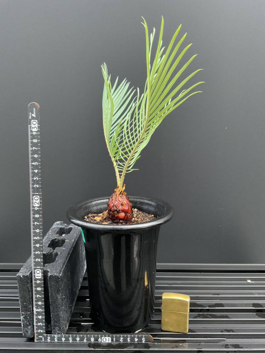 サイカス・コッシアーナ　Cycas・couttsiana　② ソテツ　コーデックス　塊根植物　希少植物　赤肌 エンセファラルトス カイルンシアナ _画像2