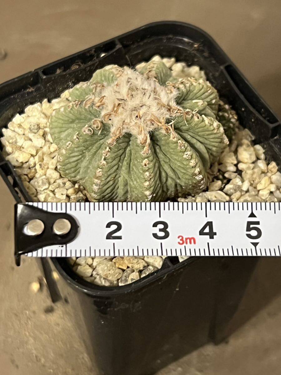 アズデキウム 花籠 サボテン 多肉植物 子吹きの画像2