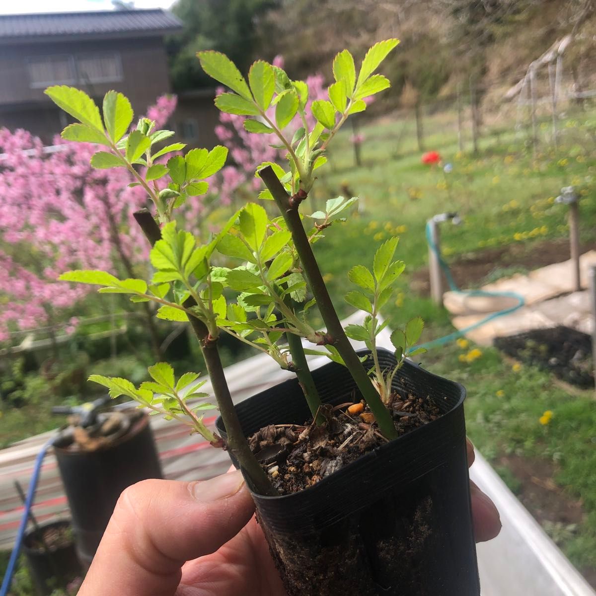 発根済み　天然トゲなしノイバラ　野薔薇　挿し木苗　チビ苗　　2本＋おまけ１本