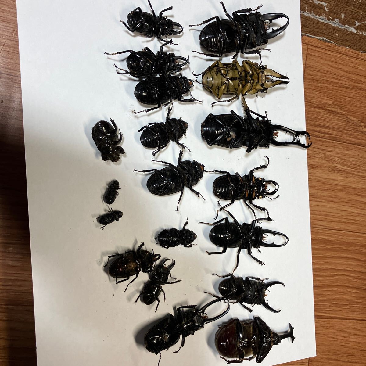  stag beetle rhinoceros beetle . insect [B goods fsetsu etc. exist thing ] certainly understanding received person. please tender.!! dry is 3 months above we do.