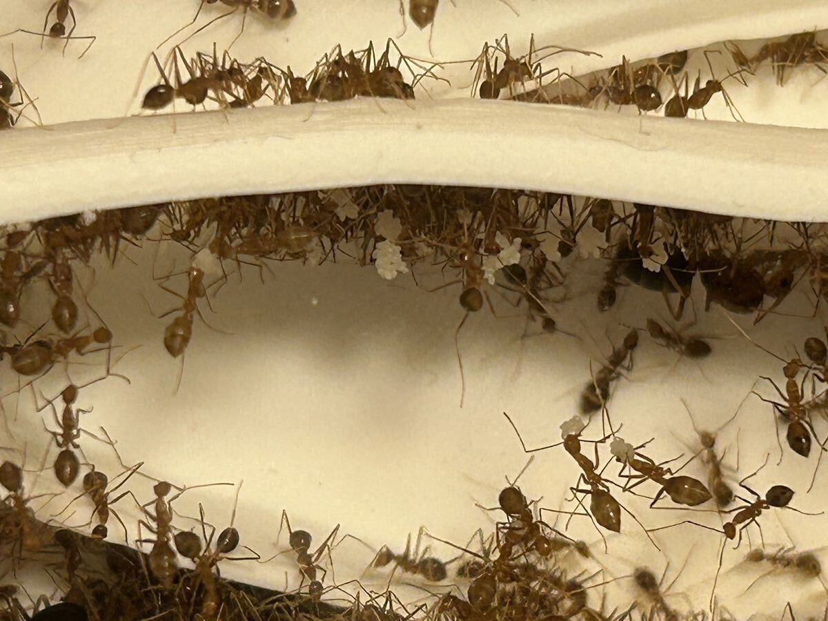 アシナガキアリ女王4匹、働き蟻250匹以上、卵多数の画像5
