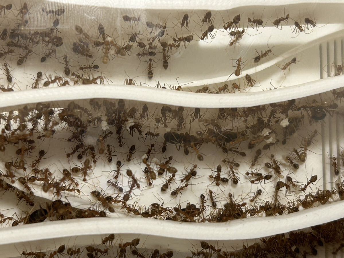 アシナガキアリ女王4匹、働き蟻250匹以上、卵多数の画像1