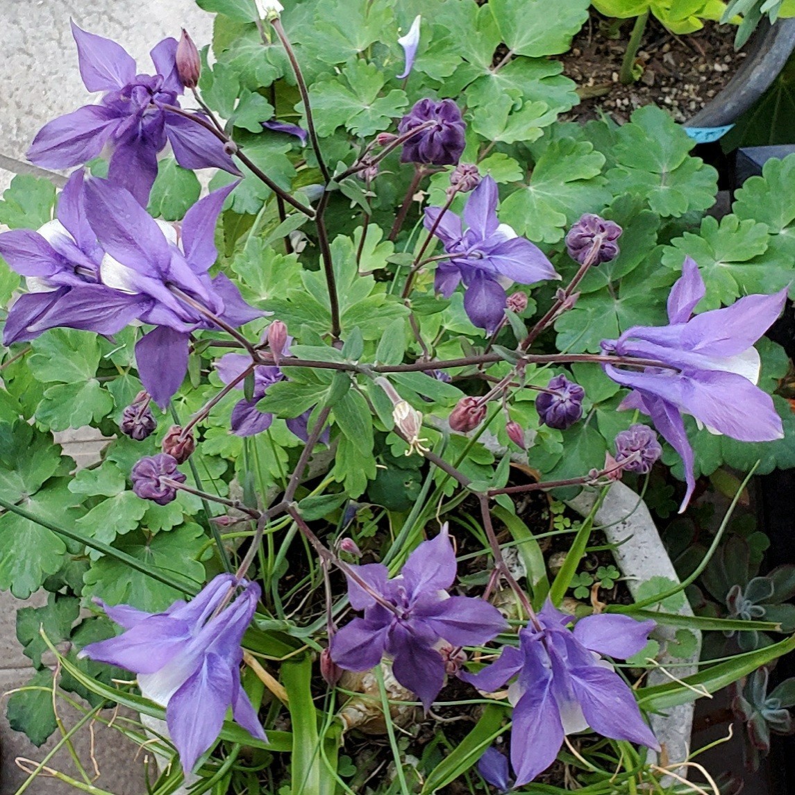 オダマキ　種　30粒　明るい 紫に白　2023 5月採取　同梱歓迎_画像5