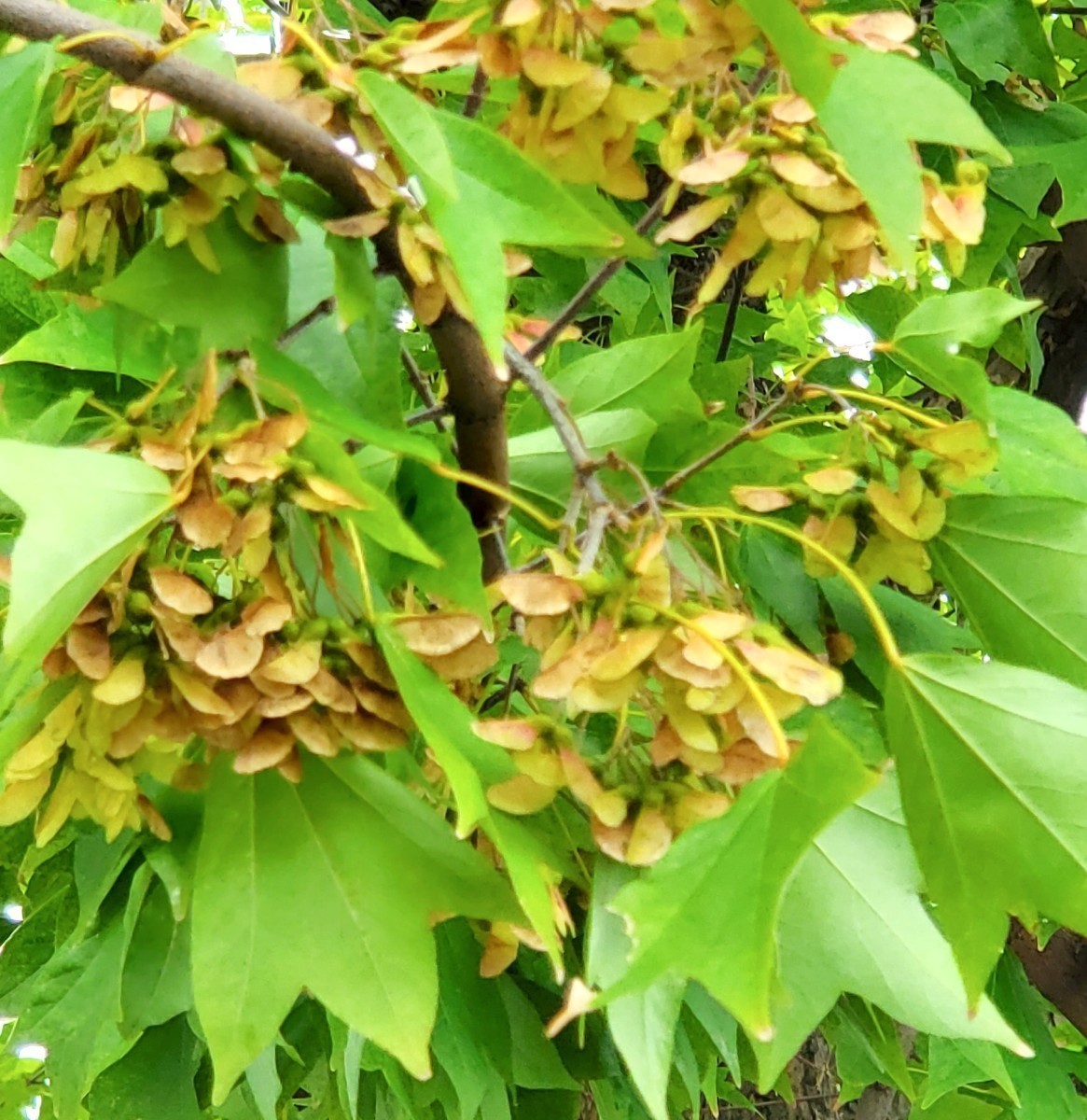 トウカエデ 種 50粒  楓 紅葉 もみじ 盆栽 落葉樹 種子 苔玉 ガーデニング 実生用 2023 11月採取の画像3