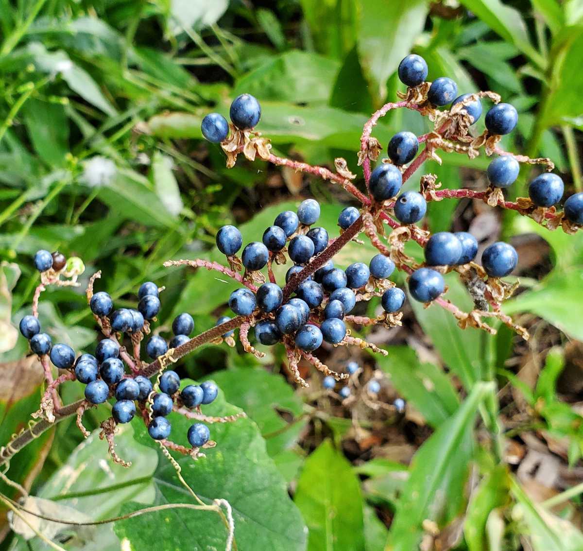 ヤブミョウガ　種　100粒　多年草　地下茎で増える　ガーデニング　シェードガーデン　山野草　茶花　藍色の実　同梱歓迎_画像2