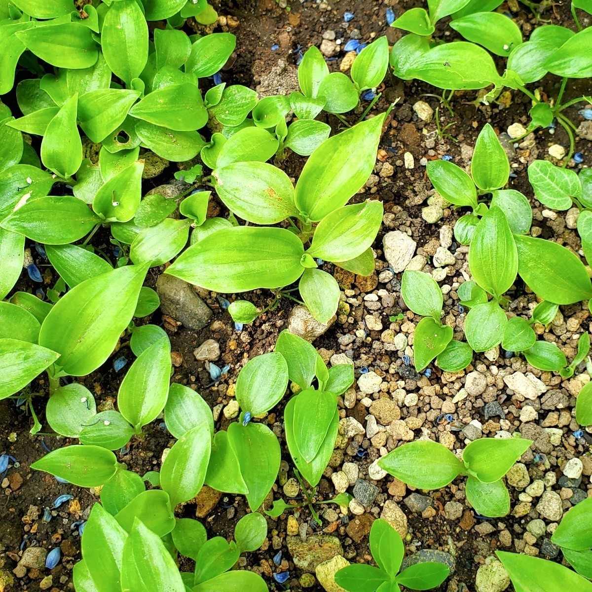 ヤブミョウガ 種 100粒 多年草 地下茎で増える ガーデニング シェードガーデン 山野草 茶花 藍色の実 同梱歓迎の画像7