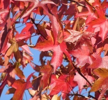 モミジバフウ 種 80粒 カエデ 盆栽用 実生用 紅葉葉楓 種子 落葉樹 紅葉 アンバーバーム 苔玉用 小鉢用 アメリカフウ もみじの画像1