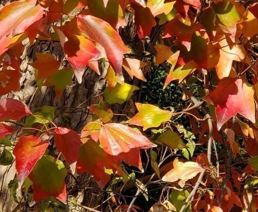 トウカエデ　種　50粒 　楓　紅葉　もみじ　盆栽　落葉樹　種子　苔玉　ガーデニング　実生用　2023 11月採取_画像2