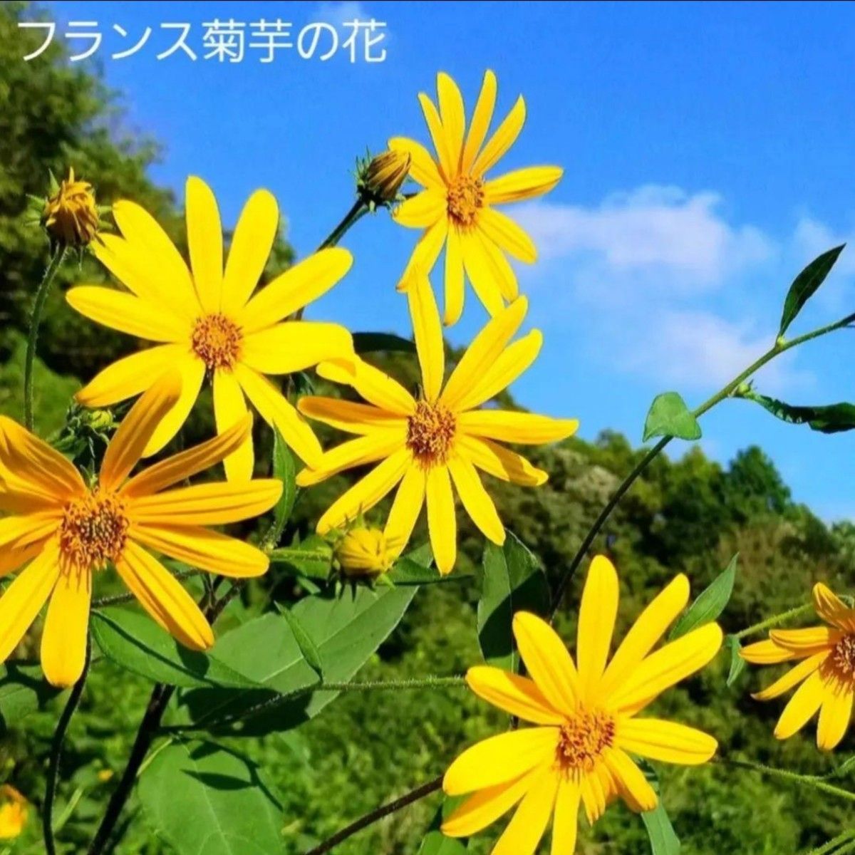 Fuga断捨離中様ご専用♪　フランス紫菊芋パウダー１００g　きくいも　キクイモ　イヌリン　食物繊維　ポリフエノール