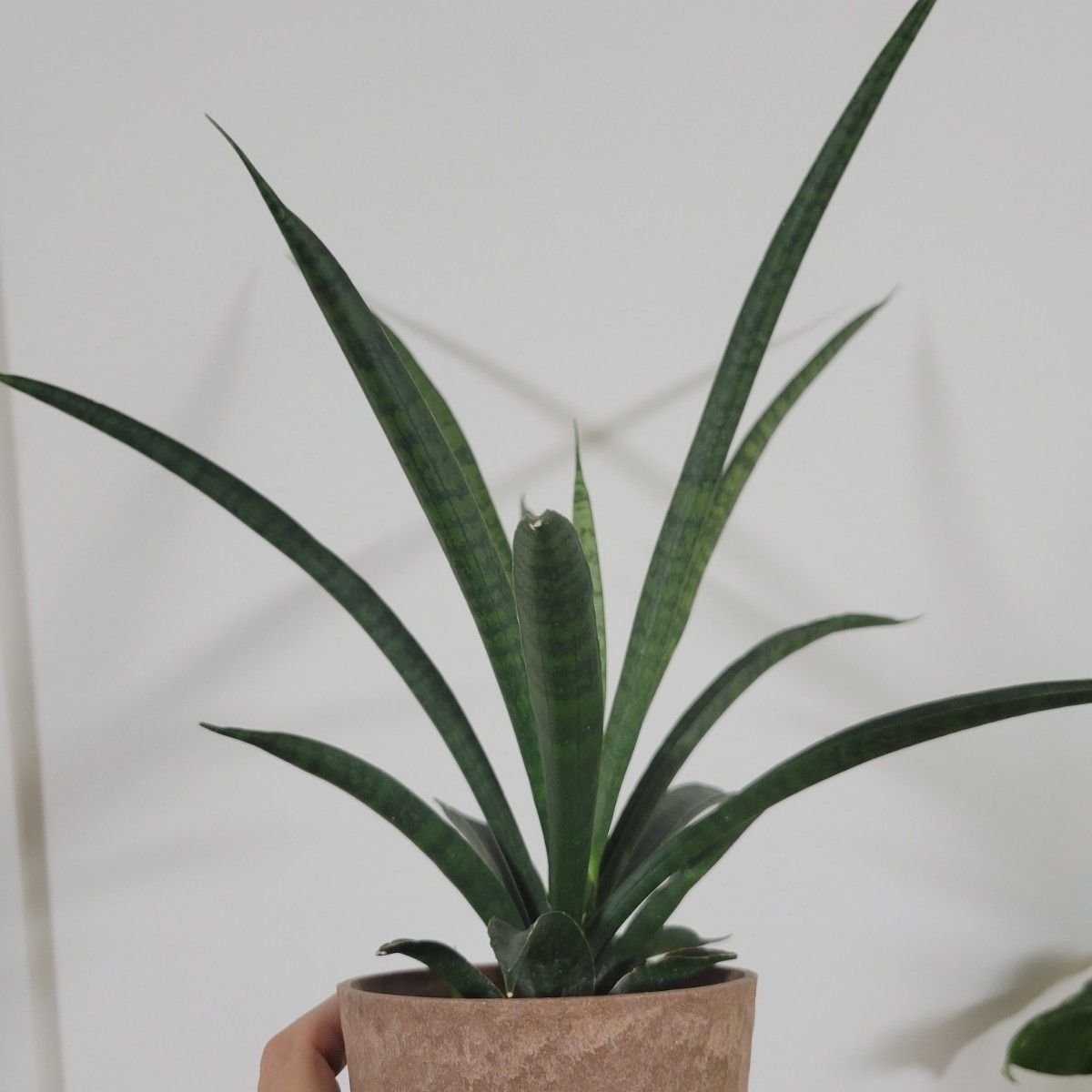 Sansevieria  レディチャーム  抜き苗  多肉植物  観葉植物  宅急便送料込み