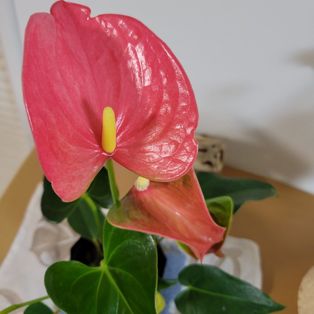   Anthurium andraeanum  アンスリウム・アンドレアナム  ローズピンク鉢ごと発送 長い期間楽しめる 送料込み