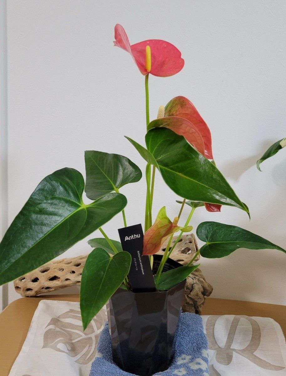   Anthurium andraeanum  アンスリウム・アンドレアナム  ローズピンク鉢ごと発送 長い期間楽しめる 送料込み