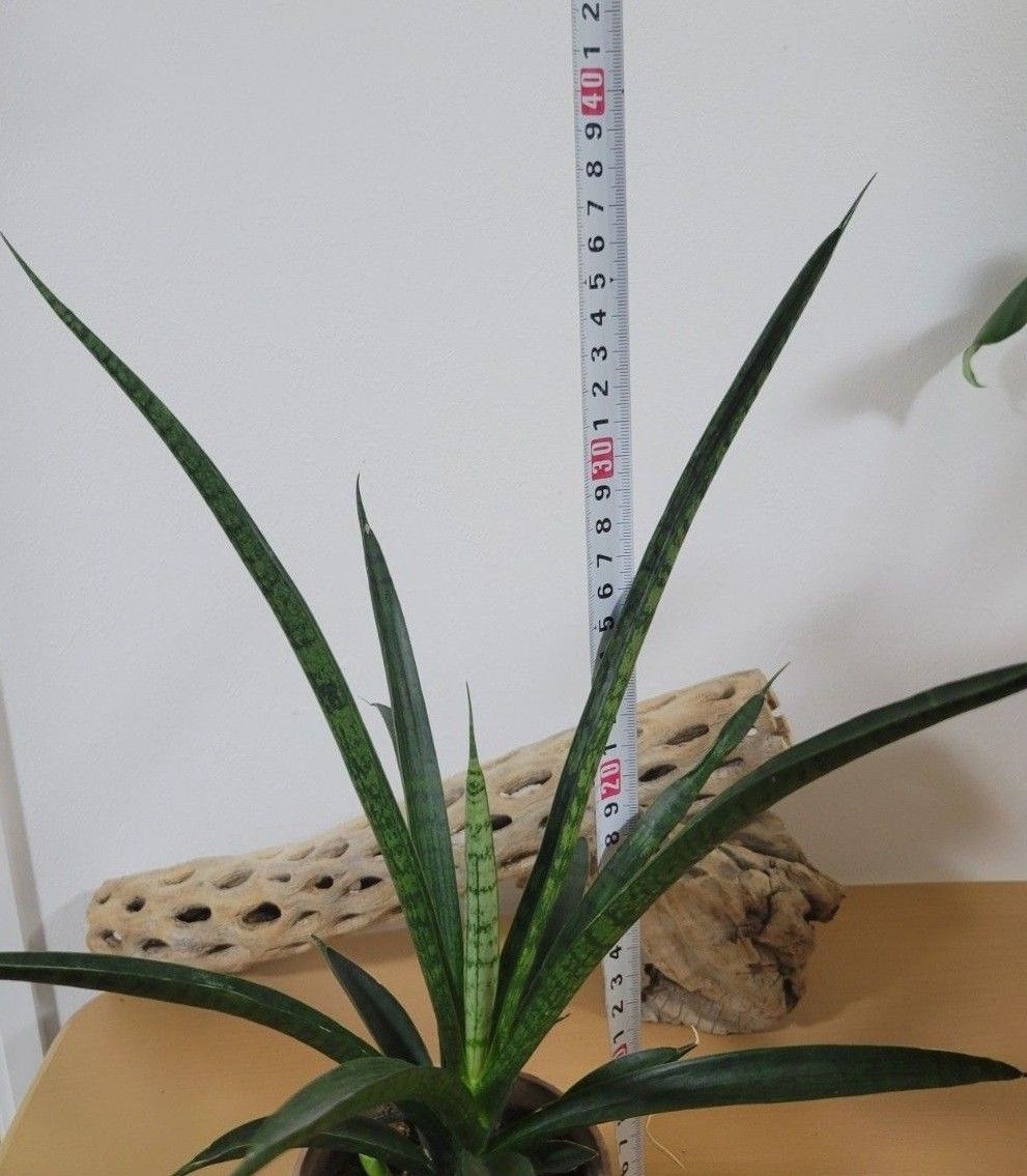 Sansevieria  レディチャーム  抜き苗  多肉植物  観葉植物  宅急便送料込み