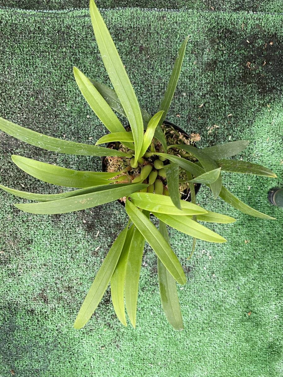 洋蘭 原種 大株 バルボフィラム bulbophyllum scaphioglossumの画像2