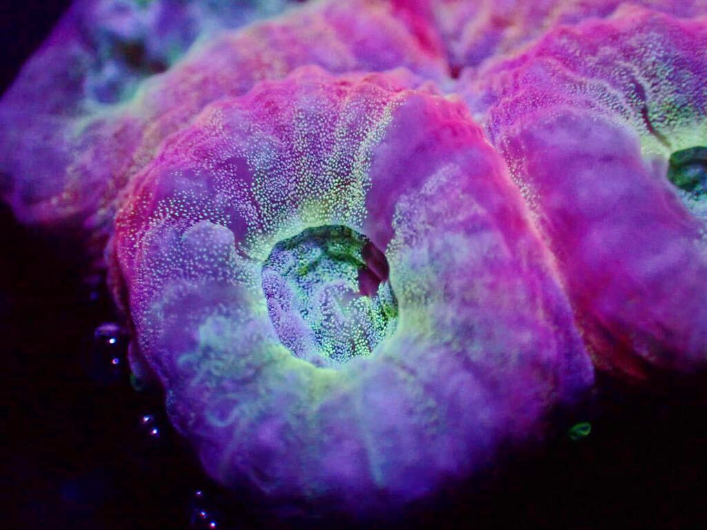 ☆キクメイシSP☆ Rainbow Aurora おすすめ美個体♪《Coral Essence.jp》＃サンゴ ＃キクメイシ ＃ハナサンゴの画像3
