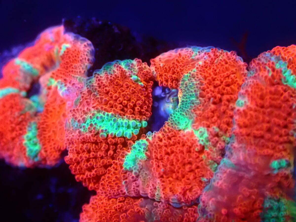 ☆カクオオトゲキクメイシ☆ 『Red Color 』美個体 《Coral Essence.jp》＃サンゴ#ハナサンゴ＃キクメイシ の画像2