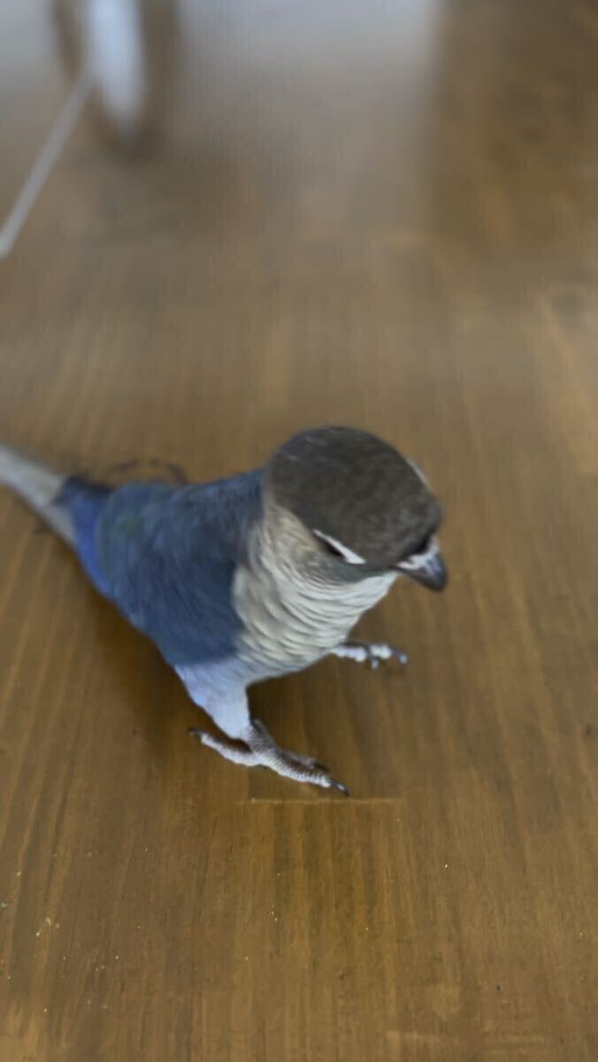 ウロコインコ ヴァイオレットインブルーの卵(食用)の画像3