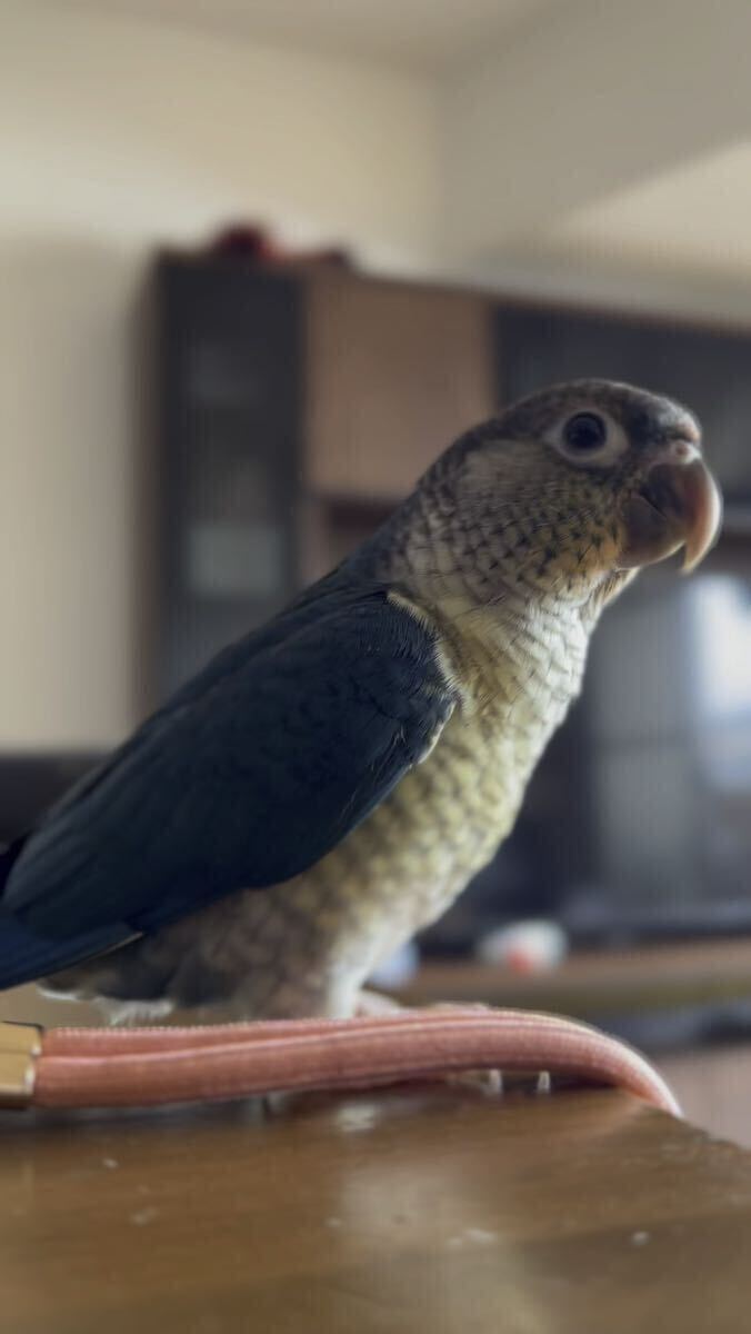 ウロコインコ ヴァイオレットインブルーの卵(食用)の画像2