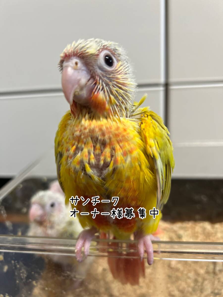 ウロコインコ　サンチーク　有精卵（食用）_画像3