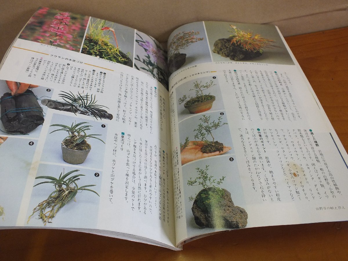 NHK 趣味の園芸 昭和57年9月 山野草の植え替え_画像4