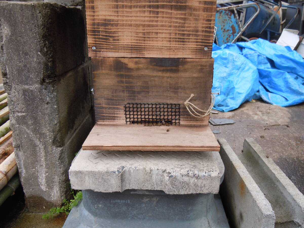 日本蜜蜂、分蜂捕獲分の画像2