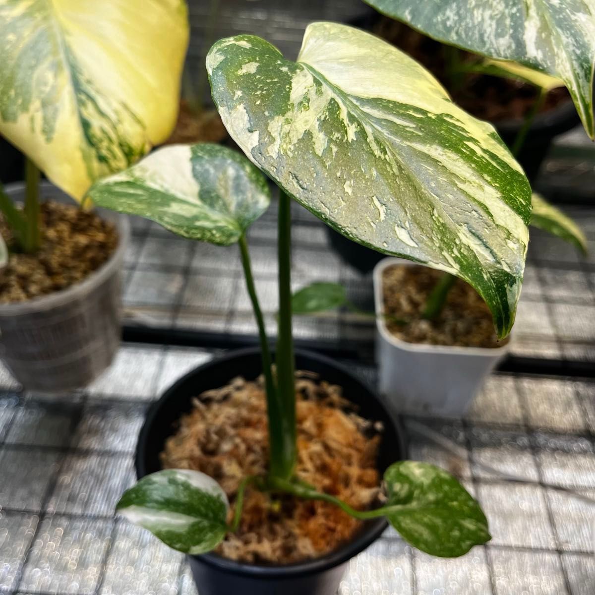 モンステラ デリシオーサ レガシー(Monstera deliciosa Variegata Legacy )美斑入り