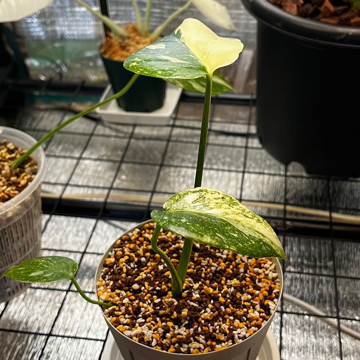 モンステラ デリシオーサ レガシー(Monstera deliciosa Variegata var.Legacy )美斑入り