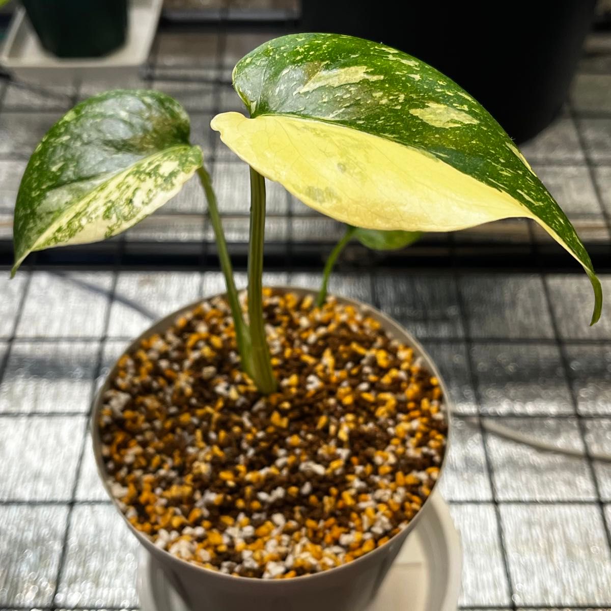 モンステラ デリシオーサ レガシー(Monstera deliciosa Variegata var.Legacy )美斑入り