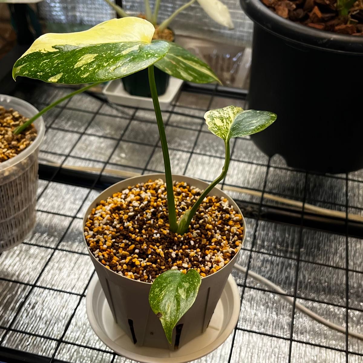 モンステラ デリシオーサ レガシー(Monstera deliciosa Variegata var.Legacy )美斑入り